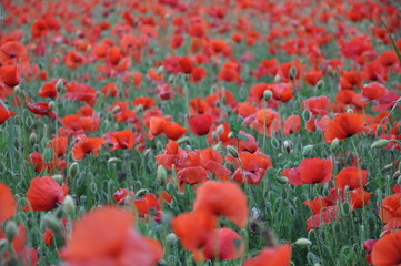 Obraz premium campo tulipani