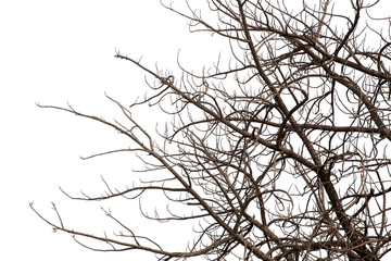 Dead branches , Silhouette dead tree or dry tree on white background with clipping path.