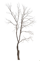 Dead tree or dried tree isolate on white background.Clipping path.