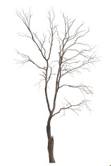 Fototapeta premium Dead tree or dried tree isolate on white background.Clipping path.