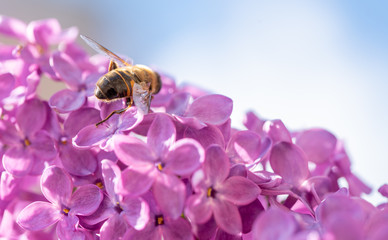 Bee on The Purple Lilac