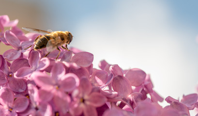 Spring Flowers. Honey Bee on Purple Lilac