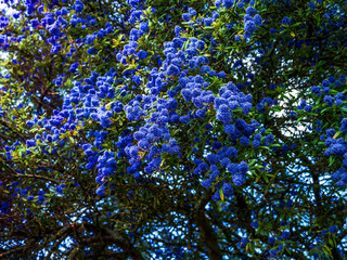 OLYMPUS DIGITAL CAMERA - BLUE TREE