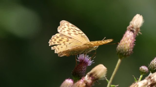 Close Up with a Beautiful Butterfly Collecting Nectar from a Thistle Flower