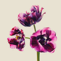 Purple wilted tulips in backlight