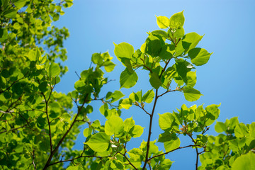 Spring greens. Foliage of birch with the rays of the sun. For background. Spring.