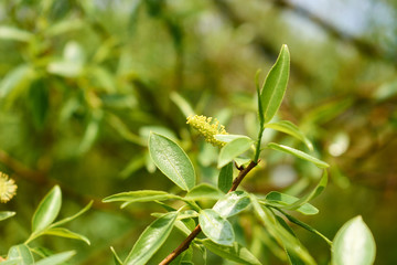 The first spring shoots and flower buds on trees in the forest. The beginning of spring. Shallow depth of field, blurred natural background