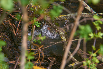 Cascading river with beautiful river thresholds in the forest.