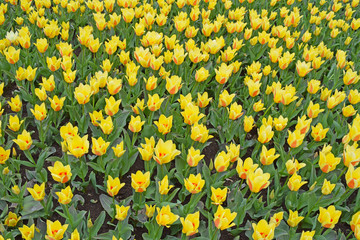 Field of yellow tulips. Bright fresh flowers and leaves. Spring nature background for card design or web banner. Beautiful bouquet.