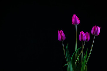 bouquet of violet tulips on black background with copy space, photo in low key