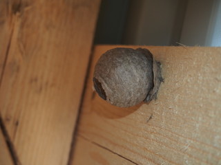 The wasp builds a spherical nest. Dangerous insect.