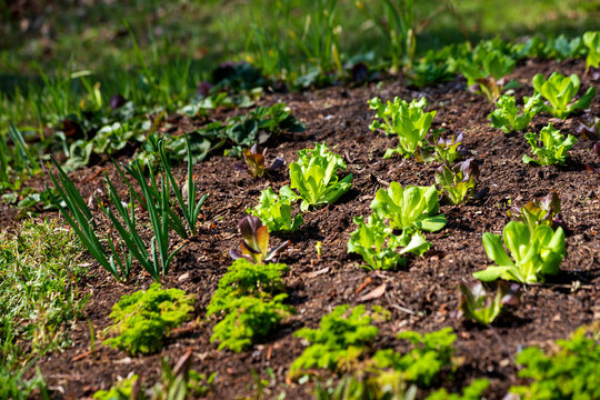 Bed with salad, parsley, strawberry and onion