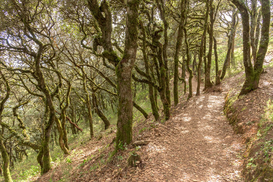 Sendero sierra gorda