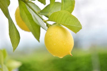 Yellow ripe organic lemon on the branch with drops of water and green leaves with selective focus on background. Citrus lemon tree with healthy sour lemon fruit. Ingredient for fresh summer lemonade 