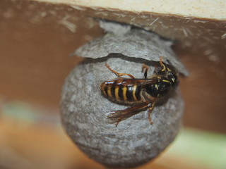 The wasp builds a spherical nest. Dangerous insect.