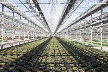 Greenhouse