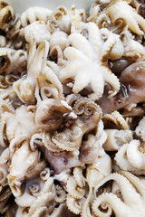 Lots of little octopuses ready for cooking.