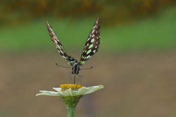 butterfly on zinnia flower with blur bokeh background