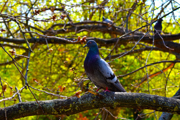 blue bird on a branch