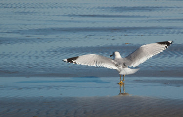 Seagull on the Beach by the ocean