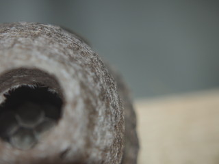 Naklejka premium The wasp builds a spherical nest. Dangerous insect.