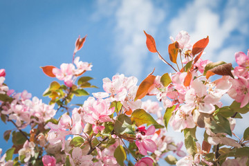 The blossoming apple-tree with pink petals against the background of the blue sky. High key