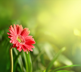 Gerbera with blur shiny background. Nature background