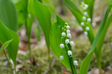 Fototapeta premium Lily of the valley, Convallaria majalis white flowers imacro