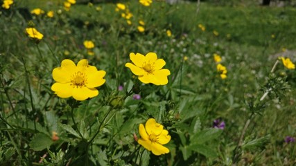 Fototapeta premium Mountain yellow flowers