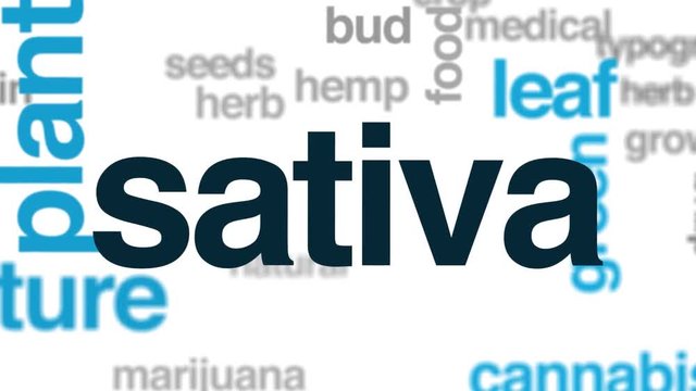 Sativa animated word cloud. Kinetic typography.