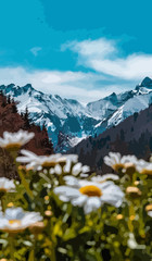 Fototapeta premium Alpen Ausblick