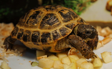 Turtle eats Apple