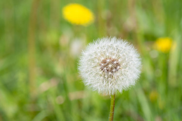 Fluffy white dandelion flower with seeds in nature on meadow. Dandelions field on spring sunny day. Blooming dandelion on green background.