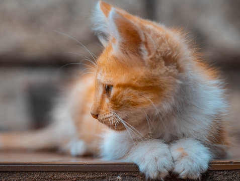 Gatito peque&ntilde;o sentado 