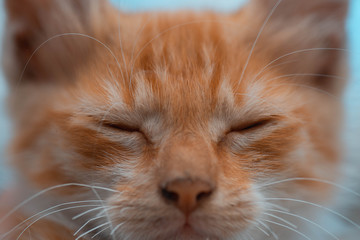 Gatito pequeño dormido