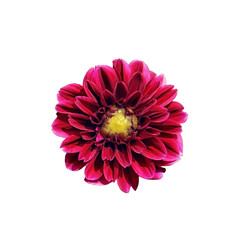 Single bright pink Dahlia flower isolated on white background. Close-up, top view. A beautiful purple flower with a yellow middle