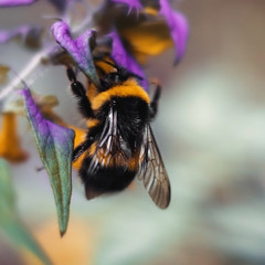 Big bumblebee with yellow black stripes and textured wings. Bumblebee close up sitting on a yellow purple flower blue cow wheat. Macro, blurred background.