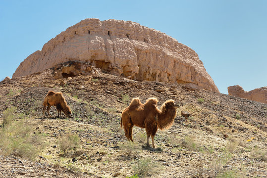 The largest ruins castles of ancient Khorezm &ndash; Ayaz - Kala, Uzbekistan.
