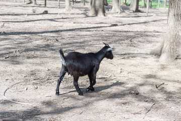Obraz premium Horned goat close-up behind the fence of the farm.