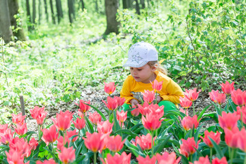 A child, a little girl sniffs fragrant coral tulips in a spring park.