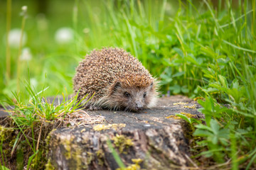 Cute common hedgehog on a stump in spring or summer forest during dawn. Young beautiful hedgehog in...