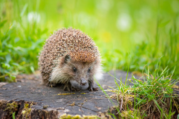 Cute common hedgehog on a stump in spring or summer forest during dawn. Young beautiful hedgehog in natural habitat outdoors in the nature. © DenisNata