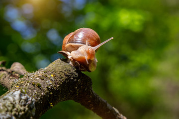 Snail on a tree in a summer park outdoors