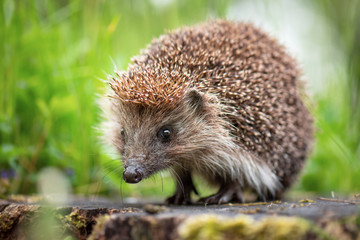 Cute common hedgehog on a stump in spring or summer forest during dawn. Young beautiful hedgehog in natural habitat outdoors in the nature. - obrazy, fototapety, plakaty