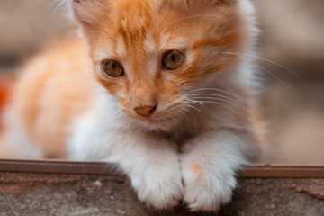 Gatito pequeño sentado