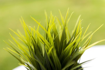 decorative green grass leafs in pot