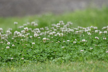 White clover / Trifolium repens