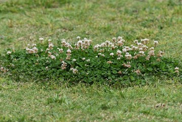 White clover / Trifolium repens