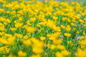 blooming flower in spring, buttercup, crowfoot