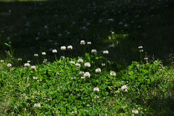 White clover / Trifolium repens